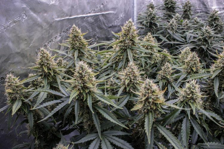 Papaya Cookies from Fastbuds. Week 9