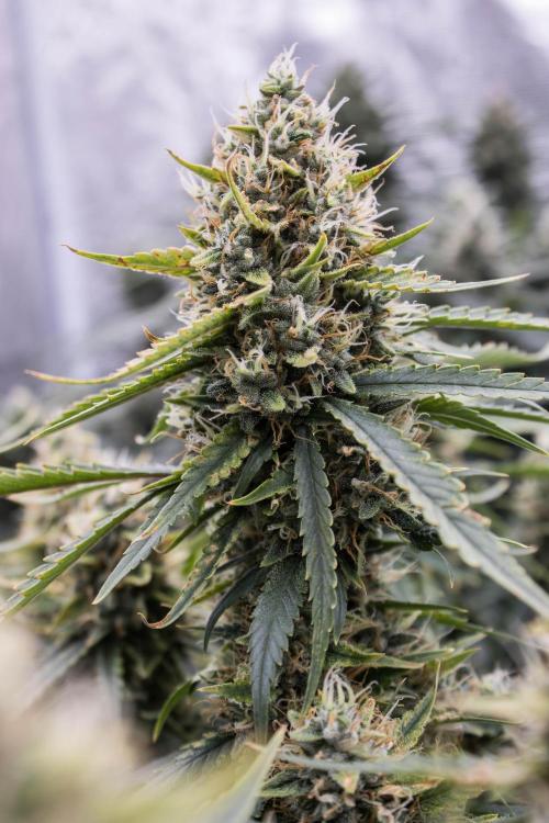 Papaya Cookies from Fastbuds. Week 9