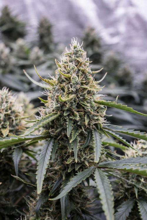Papaya Cookies from Fastbuds. Week 9