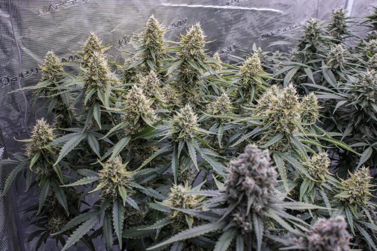 Papaya Cookies from Fastbuds. Week 9