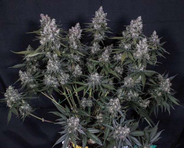 🥊 Banana Purple Punch Auto (Fastbuds). Week 11
