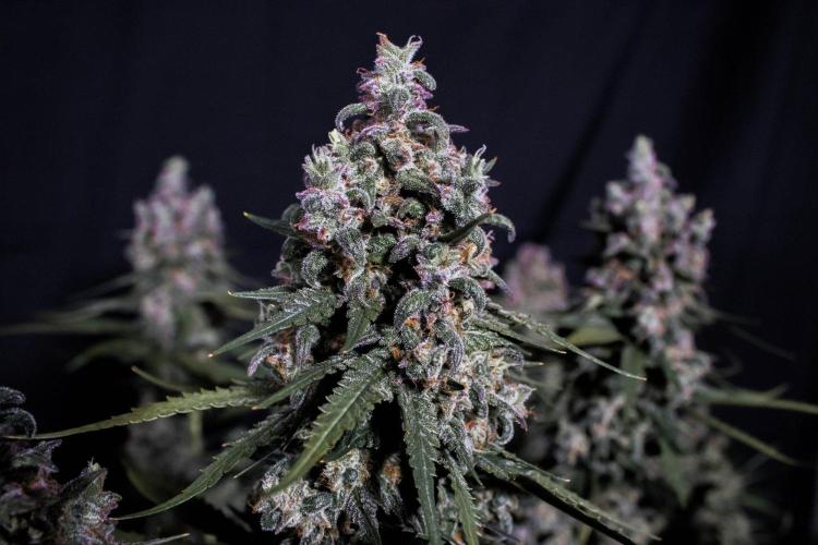 🥊 Banana Purple Punch Auto (Fastbuds). Week 11