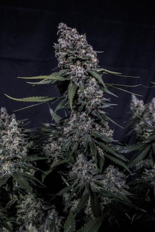 🥊 Banana Purple Punch Auto (Fastbuds). Week 11