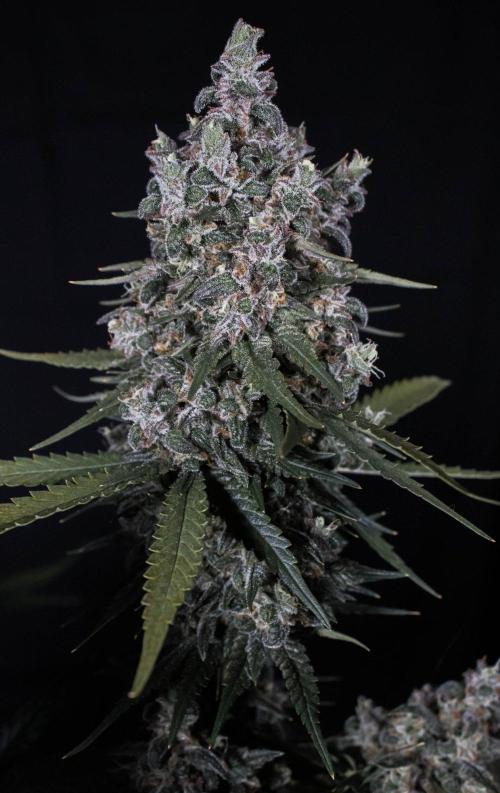 🥊 Banana Purple Punch Auto (Fastbuds). Week 11
