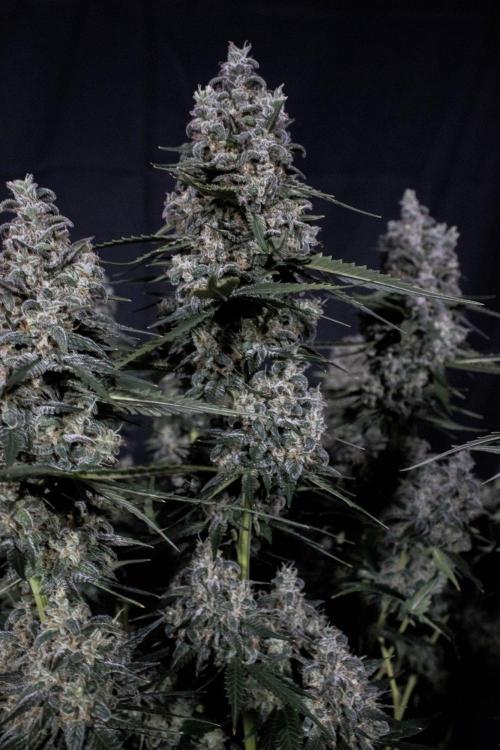 🥊 Banana Purple Punch Auto (Fastbuds). Week 11