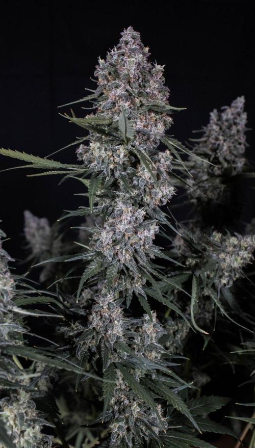 🥊 Banana Purple Punch Auto (Fastbuds). Week 11