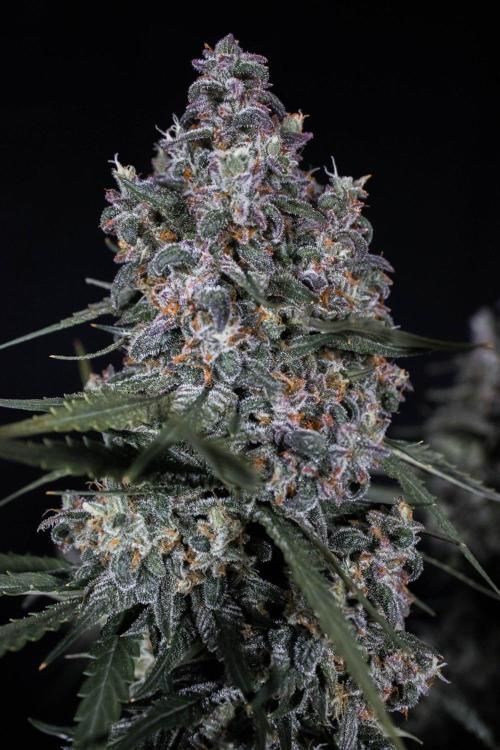 🥊 Banana Purple Punch Auto (Fastbuds). Week 11