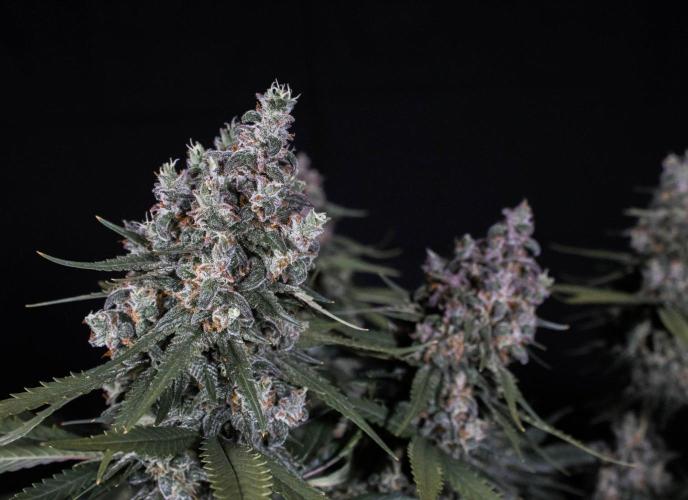 🥊 Banana Purple Punch Auto (Fastbuds). Week 11