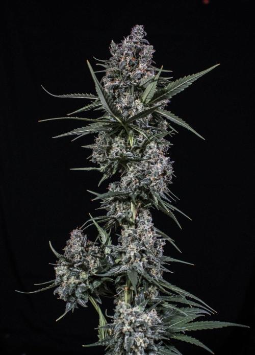 🥊 Banana Purple Punch Auto (Fastbuds). Week 11