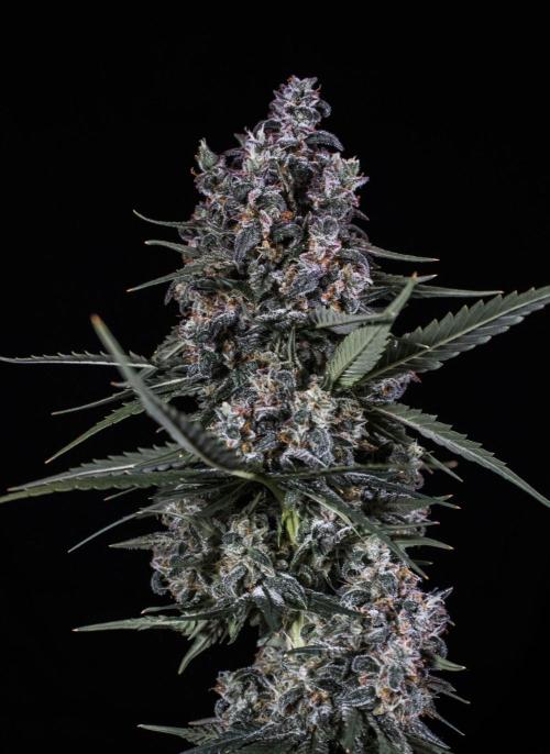 🥊 Banana Purple Punch Auto (Fastbuds). Week 11