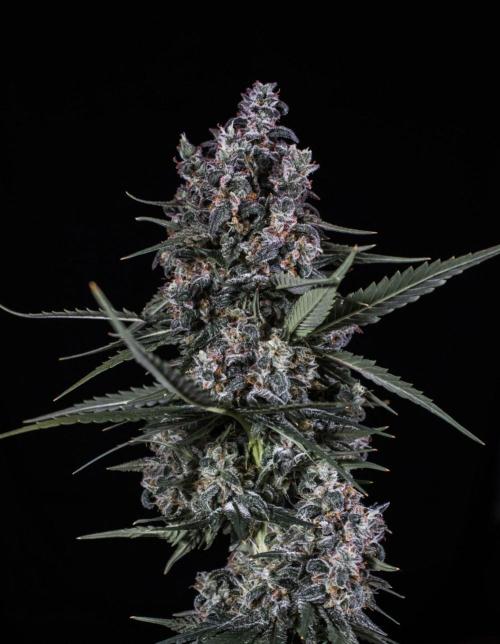 🥊 Banana Purple Punch Auto (Fastbuds). Week 11