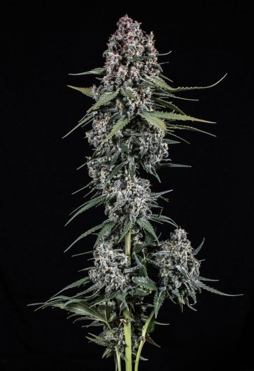 🥊 Banana Purple Punch Auto (Fastbuds). Week 11