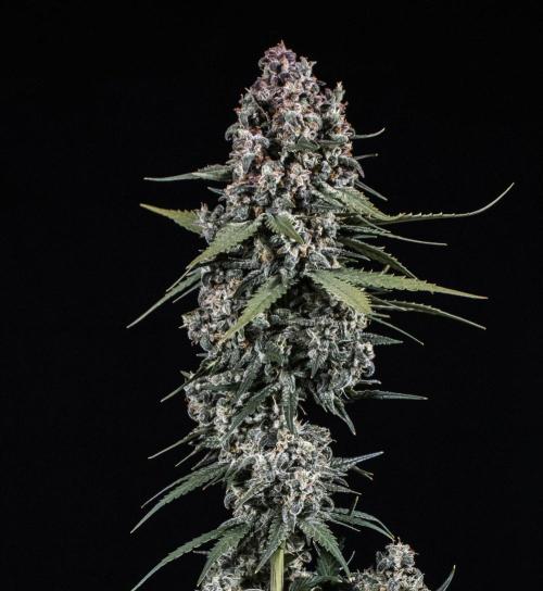 🥊 Banana Purple Punch Auto (Fastbuds). Week 11