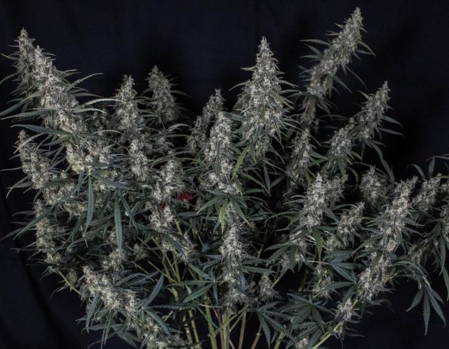 😈 Dark Devil Auto (Sweet Seeds). Week 11