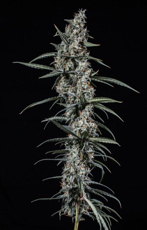 😈 Dark Devil Auto (Sweet Seeds). Week 11