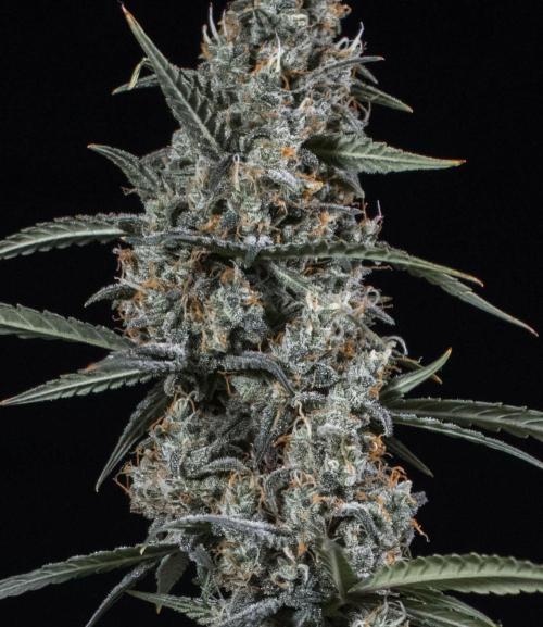 😈 Dark Devil Auto (Sweet Seeds). Week 11