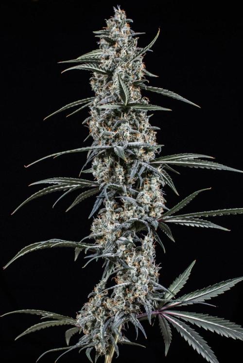 😈 Dark Devil Auto (Sweet Seeds). Week 11