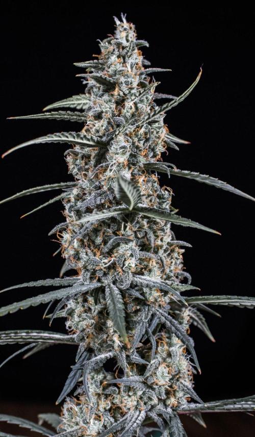 😈 Dark Devil Auto (Sweet Seeds). Week 11