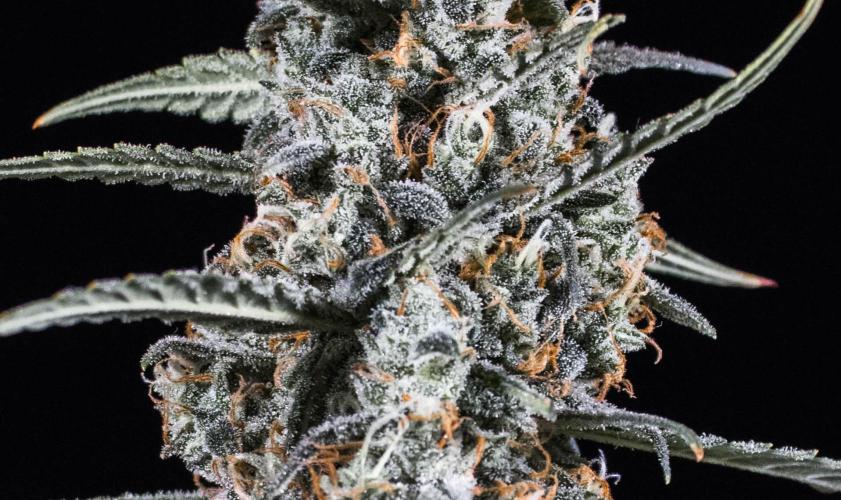 😈 Dark Devil Auto (Sweet Seeds). Week 11