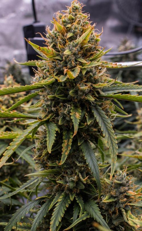 Papaya Cookies from Fastbuds. Week 10