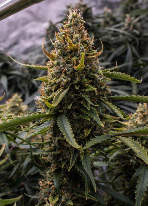 Papaya Cookies from Fastbuds. Week 10