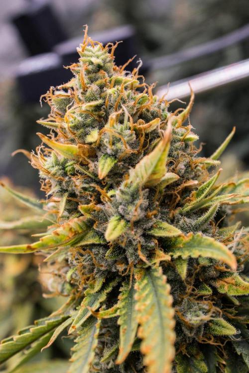 Papaya Cookies from Fastbuds. Week 10