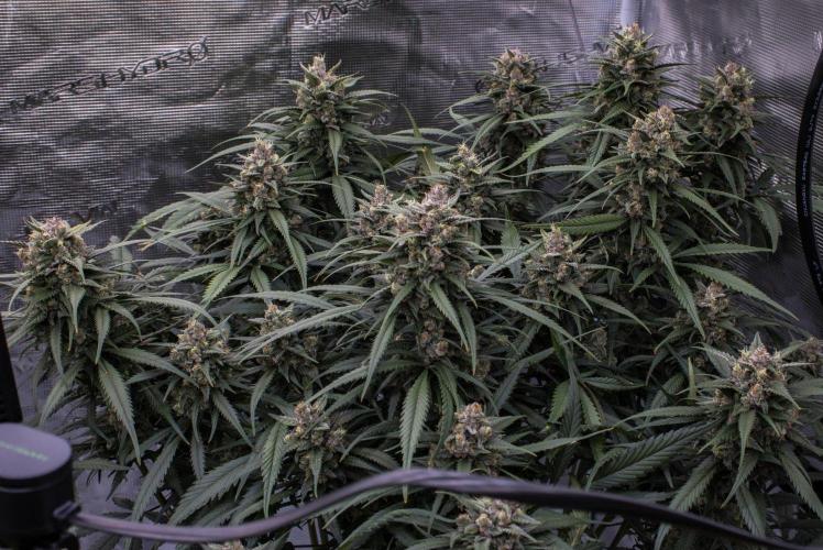 Strawberry Gorilla from Fastbuds. Week 10