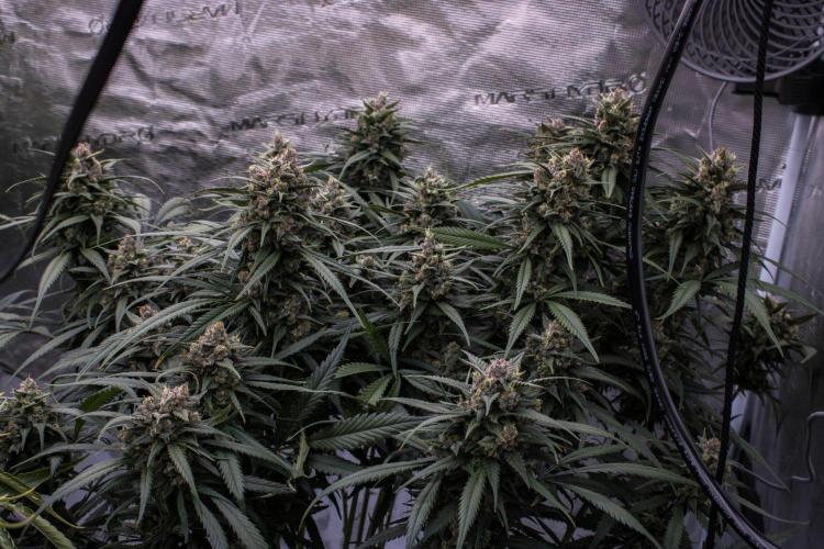 Strawberry Gorilla from Fastbuds. Week 10