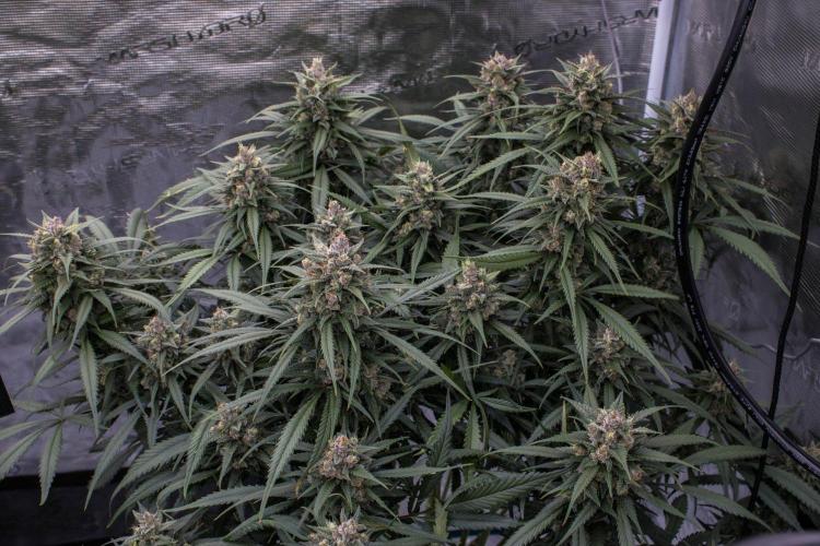 Strawberry Gorilla from Fastbuds. Week 10