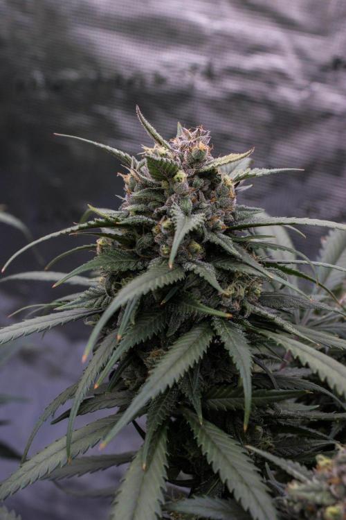 Strawberry Gorilla from Fastbuds. Week 10