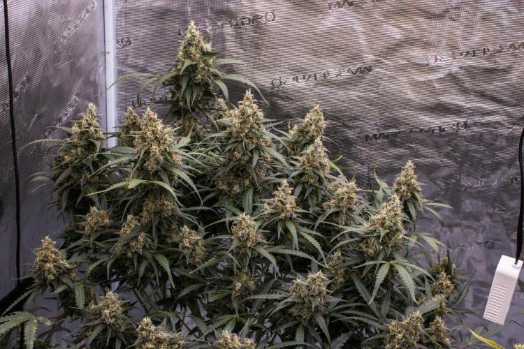 Jet Fuel Gelato Auto by Ganjafarmer. Week 11