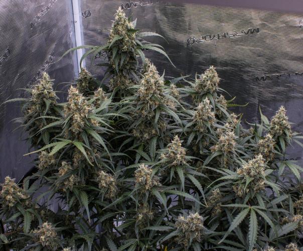 Jet Fuel Gelato Auto by Ganjafarmer. Week 11