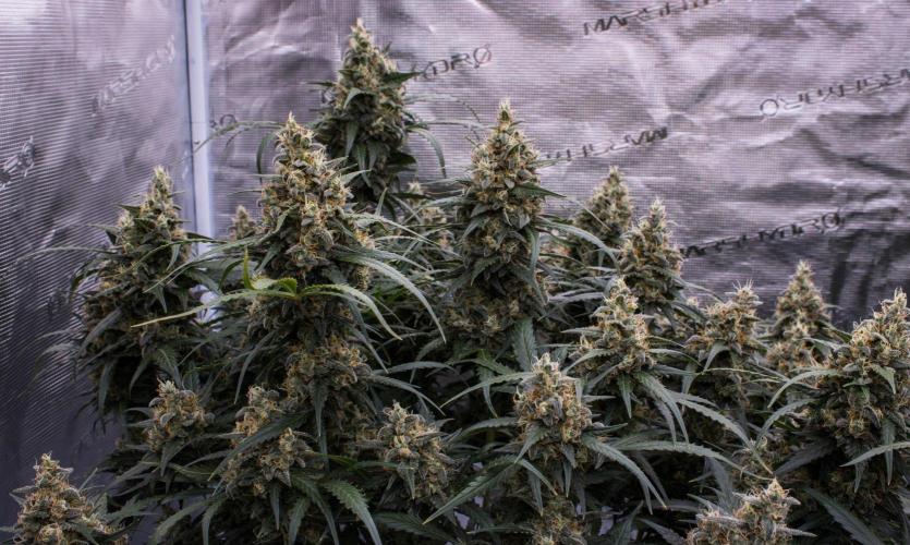 Jet Fuel Gelato Auto by Ganjafarmer. Week 11