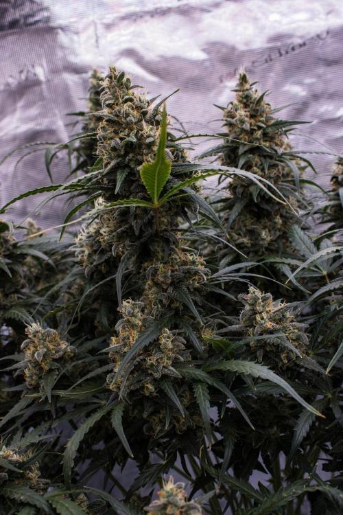 Jet Fuel Gelato Auto by Ganjafarmer. Week 11