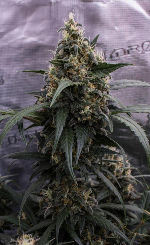 Jet Fuel Gelato Auto by Ganjafarmer. Week 11