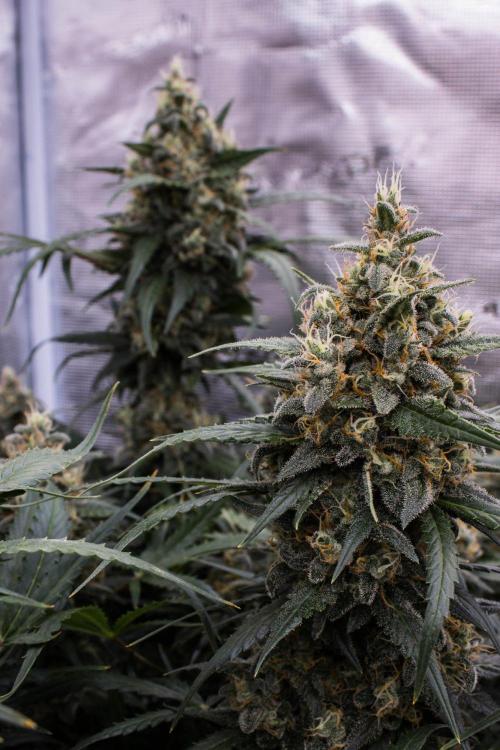Jet Fuel Gelato Auto by Ganjafarmer. Week 11