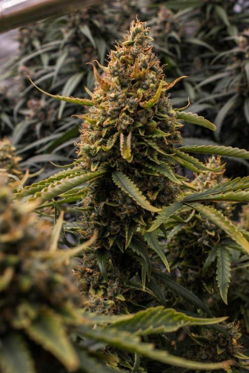 Papaya Cookies from Fastbuds. Week 11