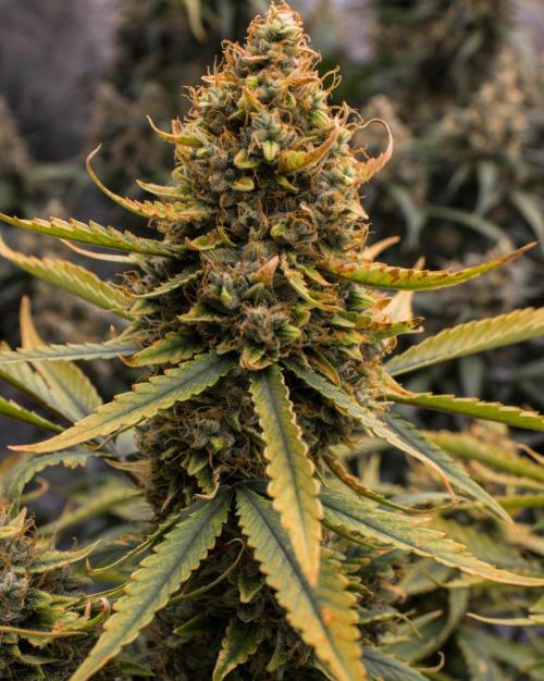Papaya Cookies from Fastbuds. Week 11