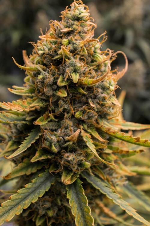 Papaya Cookies from Fastbuds. Week 11