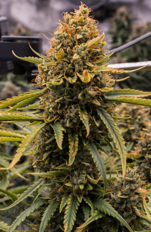 Papaya Cookies from Fastbuds. Week 11