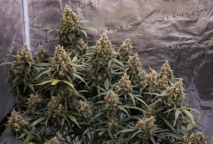 Jet Fuel Gelato Auto by Ganjafarmer. Week 12