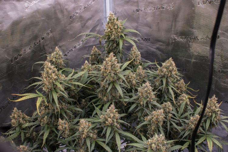 Jet Fuel Gelato Auto by Ganjafarmer. Week 12