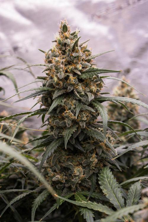 Jet Fuel Gelato Auto by Ganjafarmer. Week 12