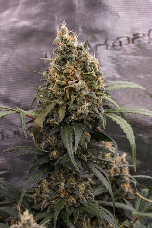 Jet Fuel Gelato Auto by Ganjafarmer. Week 12