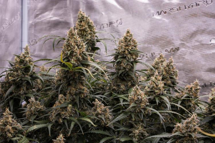 Jet Fuel Gelato Auto by Ganjafarmer. Week 12
