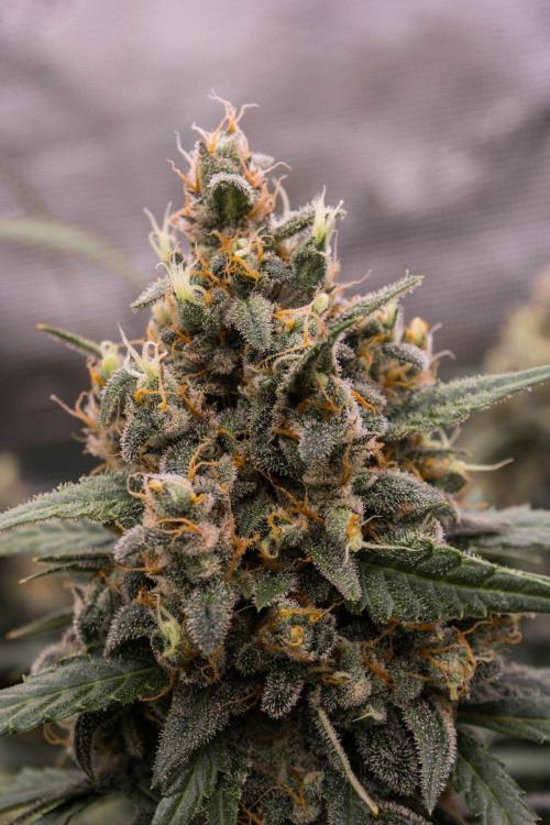 Jet Fuel Gelato Auto by Ganjafarmer. Week 12