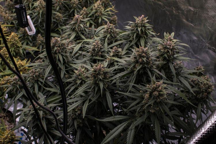 Strawberry Gorilla from Fastbuds. Week 11