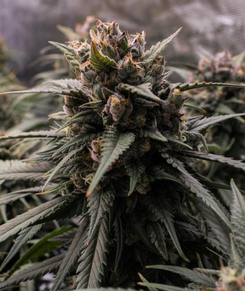 Strawberry Gorilla from Fastbuds. Week 11