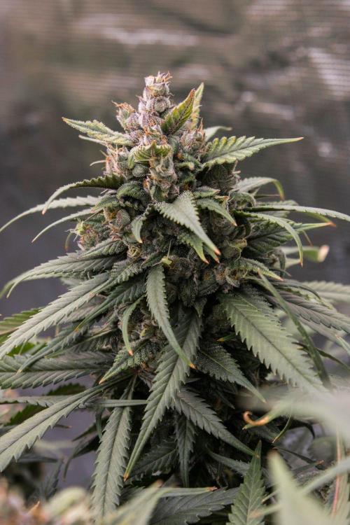 Strawberry Gorilla from Fastbuds. Week 11
