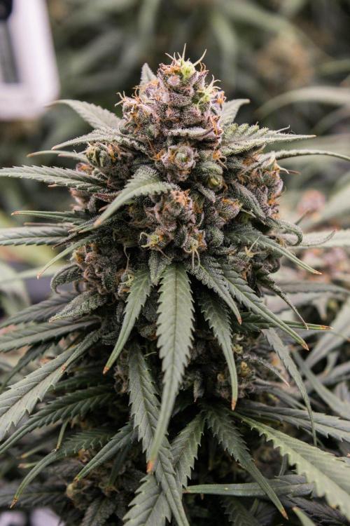Strawberry Gorilla from Fastbuds. Week 11